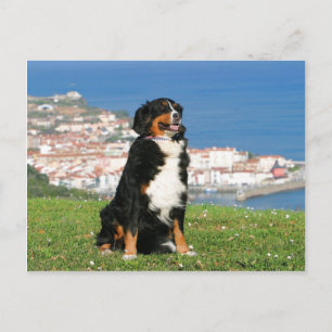 Bernese cattle dog posing at the beach postcard
