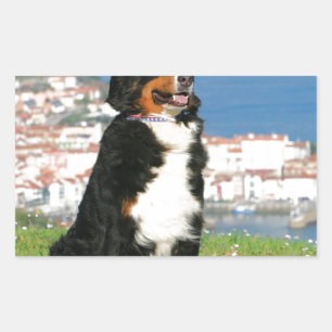 Bernese cattle dog posing at the beach sticker