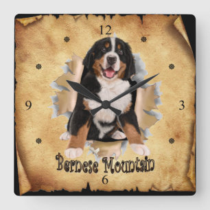 Bernese Mountain Breaks Through Paper Bag Clock! ~ Square Wall Clock