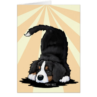 Bernese Mountain Dog