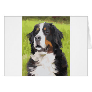 Bernese mountain dog