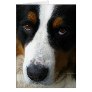 Bernese Mountain Dog