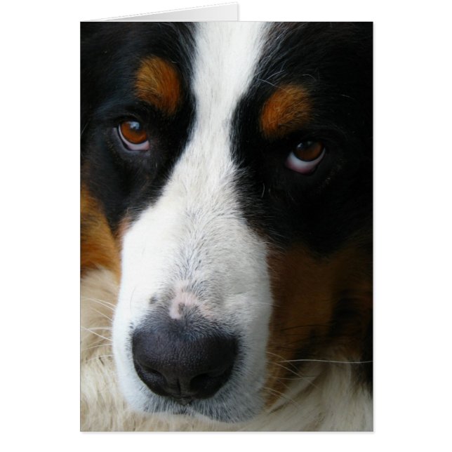 Bernese Mountain Dog (Front)