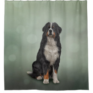 Bernese Mountain Dog