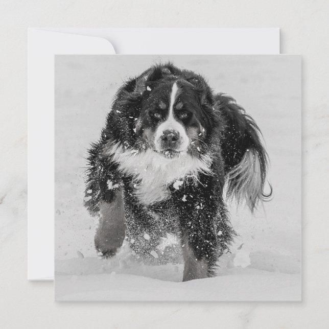 Bernese Mountain Dog (Front)