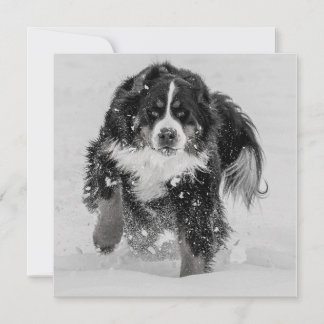 Bernese Mountain Dog