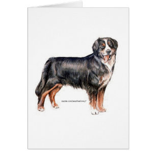 Bernese Mountain Dog
