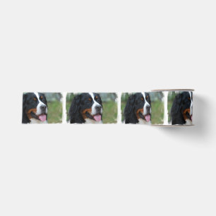 bernese-mountain-dog-7 grosgrain ribbon