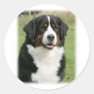Bernese Mountain Dog 9Y236D-106 Classic Round Sticker