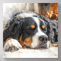 Bernese Mountain Dog