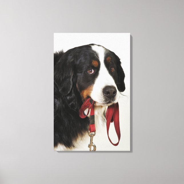 Bernese Mountain Dog (Berner Sennenhund) with Canvas Print (Front)