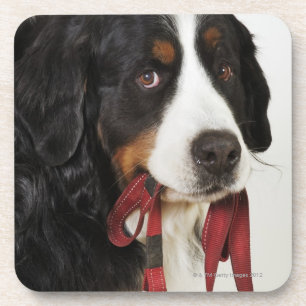 Bernese Mountain Dog (Berner Sennenhund) with Coaster