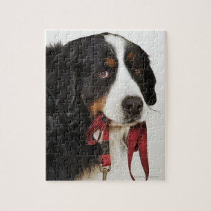 Bernese Mountain Dog (Berner Sennenhund) with Jigsaw Puzzle