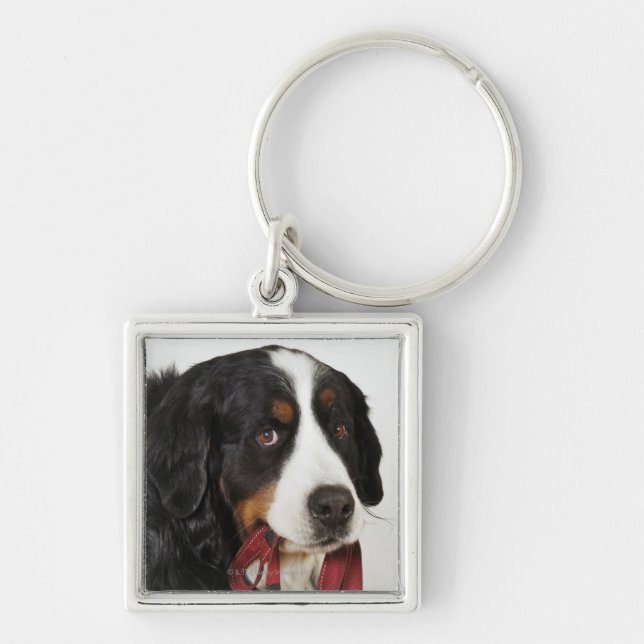 Bernese Mountain Dog (Berner Sennenhund) with Keychain (Front)