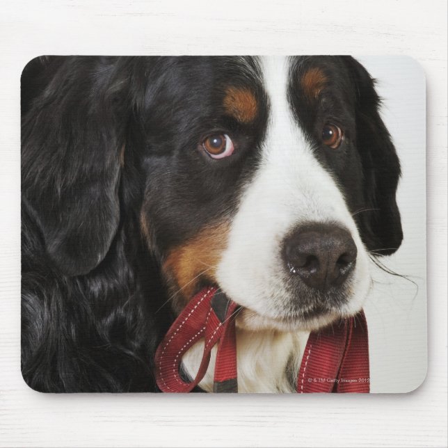 Bernese Mountain Dog (Berner Sennenhund) with Mouse Pad (Front)