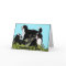 Bernese Mountain Dog