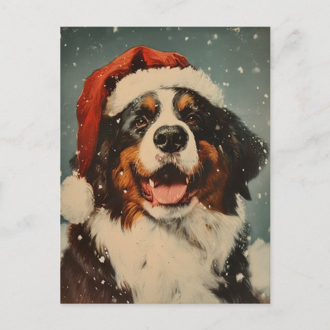 Bernese mountain dog christmas  postcard (Front)