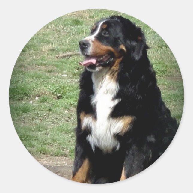 Bernese Mountain Dog Classic Round Sticker (Front)