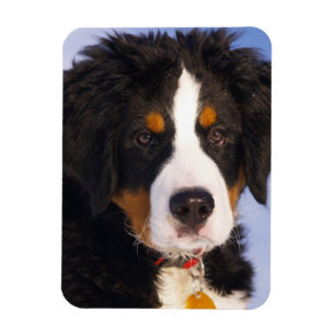 Bernese Mountain Dog - Cute Puppy Photo Magnet
