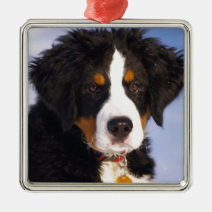 Bernese Mountain Dog - Cute Puppy Photo Metal Ornament