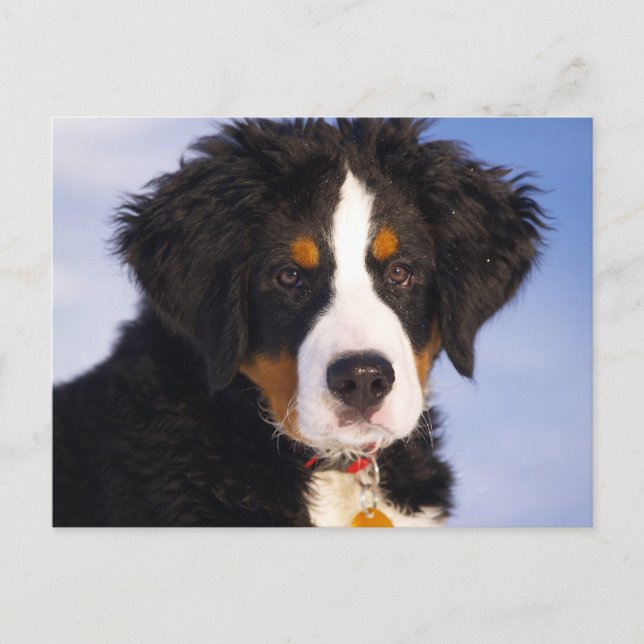 Bernese Mountain Dog - Cute Puppy Photo Postcard (Front)