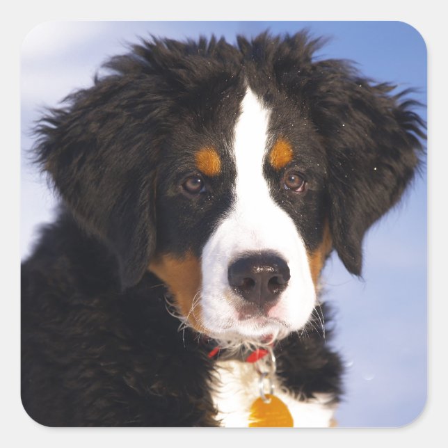 Bernese Mountain Dog - Cute Puppy Photo Square Sticker (Front)
