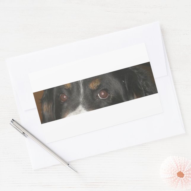 Bernese Mountain Dog Eyes Sticker (Envelope)