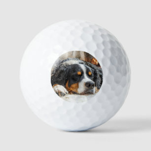 Bernese Mountain Dog Golf Balls