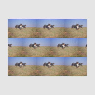 bernese mountain dog group second tissue paper