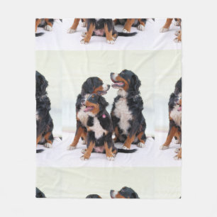 bernese-mountain-dog group sitting fleece blanket