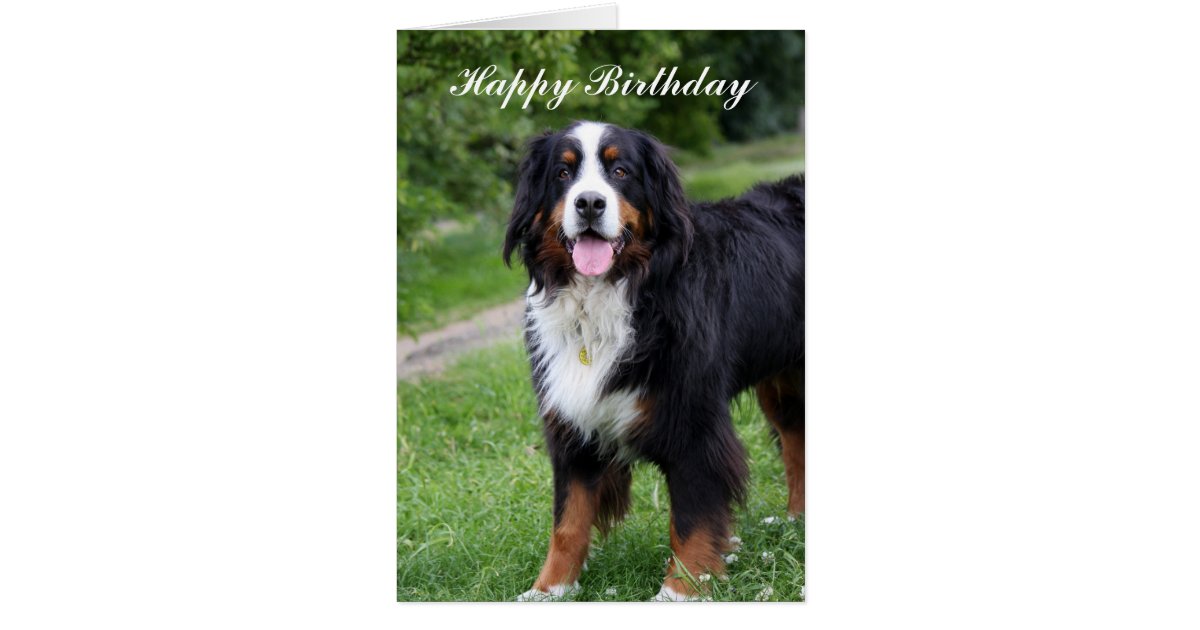 Bernese Mountain dog happy birthday greeting card | Zazzle.ca