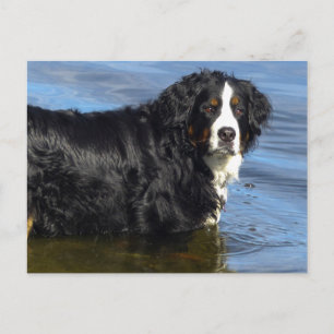 Bernese Mountain Dog  Hello, Love, Thinking of You Postcard