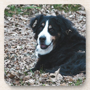 Bernese Mountain Dog in Autumn Coaster