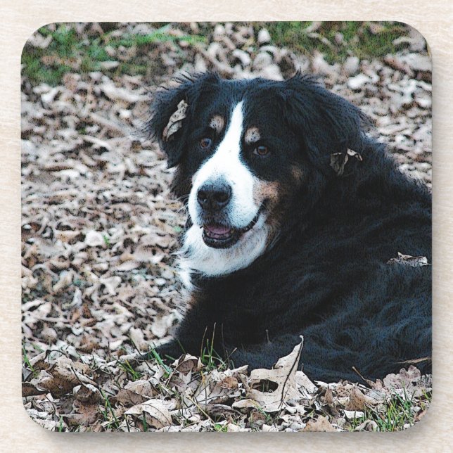 Bernese Mountain Dog in Autumn Coaster (Front)