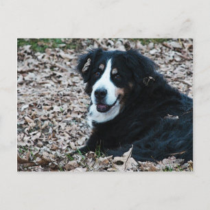 Bernese Mountain Dog in Autumn Postcard