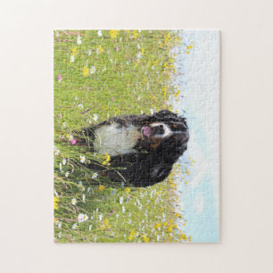 bernese mountain dog in field jigsaw puzzle