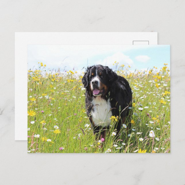 bernese mountain dog in field postcard (Front/Back)