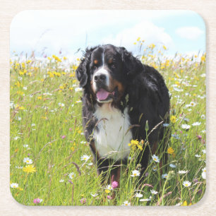 bernese mountain dog in field square paper coaster
