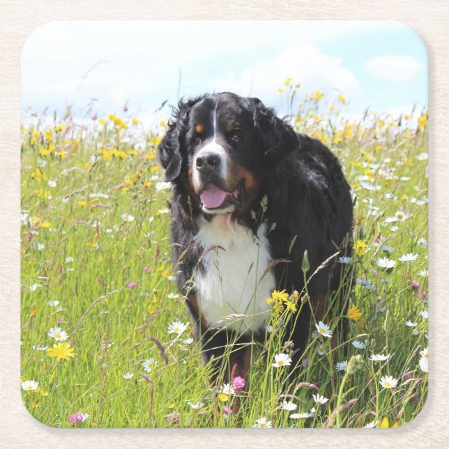 bernese mountain dog in field square paper coaster (Front)
