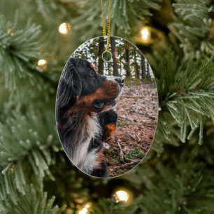 bernese mountain dog in forest ceramic ornament