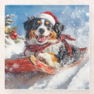 Bernese Mountain Dog in Sledge Christmas Glass Coaster