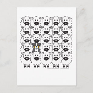 Bernese Mountain Dog in the Sheep Postcard
