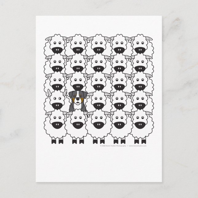 Bernese Mountain Dog in the Sheep Postcard (Front)