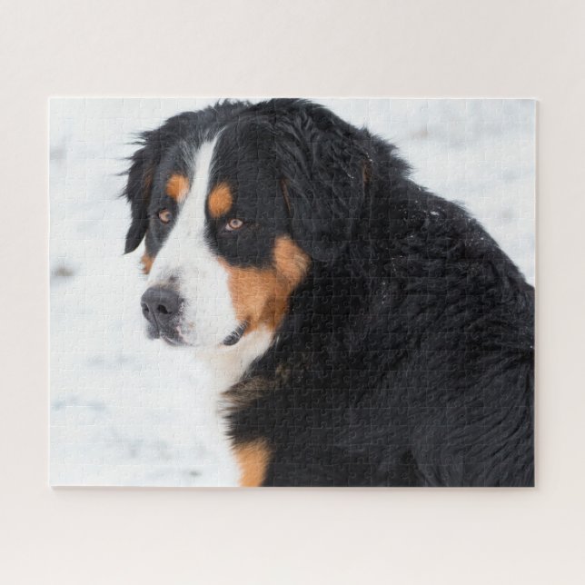 Bernese Mountain Dog in the snow Jigsaw Puzzle (Horizontal)