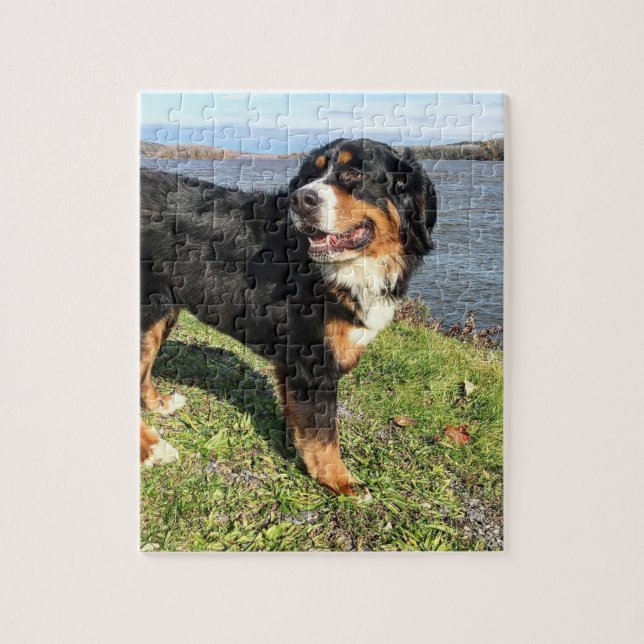 Bernese Mountain Dog  Jigsaw Puzzle (Vertical)