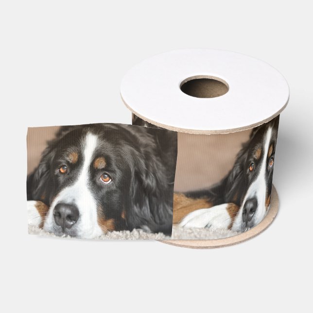 bernese mountain dog laying grosgrain ribbon (Spool)