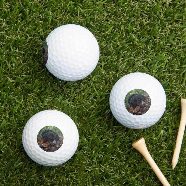 bernese mountain dog laying in forest golf balls (Insitu Grass)