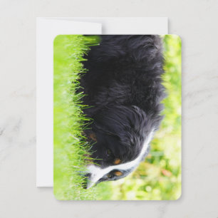 bernese mountain dog laying in grass thank you card