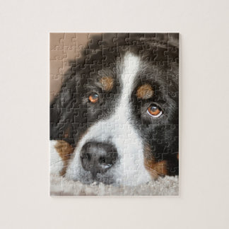 bernese mountain dog laying jigsaw puzzle
