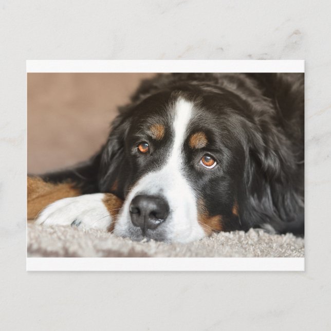 bernese mountain dog laying postcard (Front)